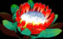 FIFTY LIONS joker123 jokergaming โจ๊กเกอร์123