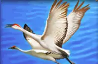 WILD GIANT PANDA joker123 jokergaming โจ๊กเกอร์123