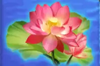 WILD GIANT PANDA joker123 jokergaming โจ๊กเกอร์123