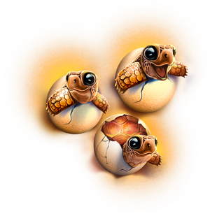 Turtle_Paradise_18