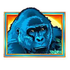 Congo Cash XL